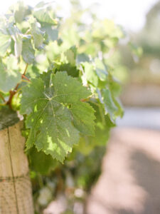 Best Wedding Venues in Santa Barbara