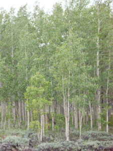 wedding venues in colorado