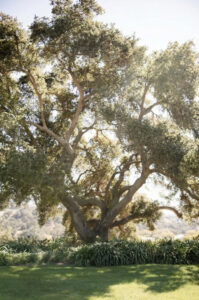 foxen canyon ranch wedding