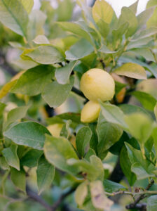 villa cetinale elopement
