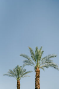 two palm trees at Rancho Valencia Resort and spa