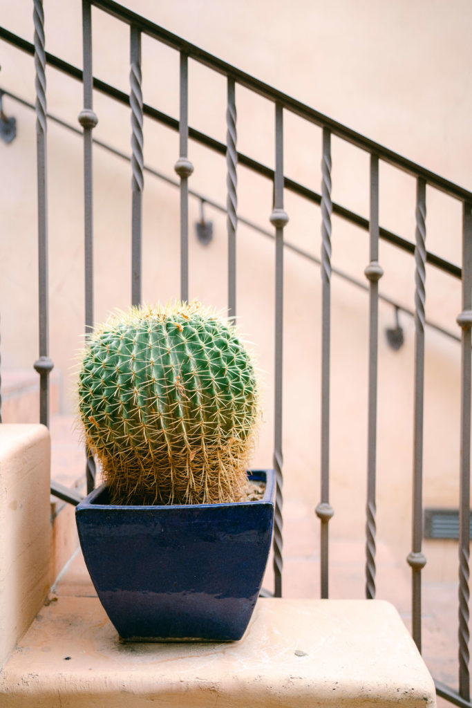 cactus in a blue pot on a step at royal palms resort