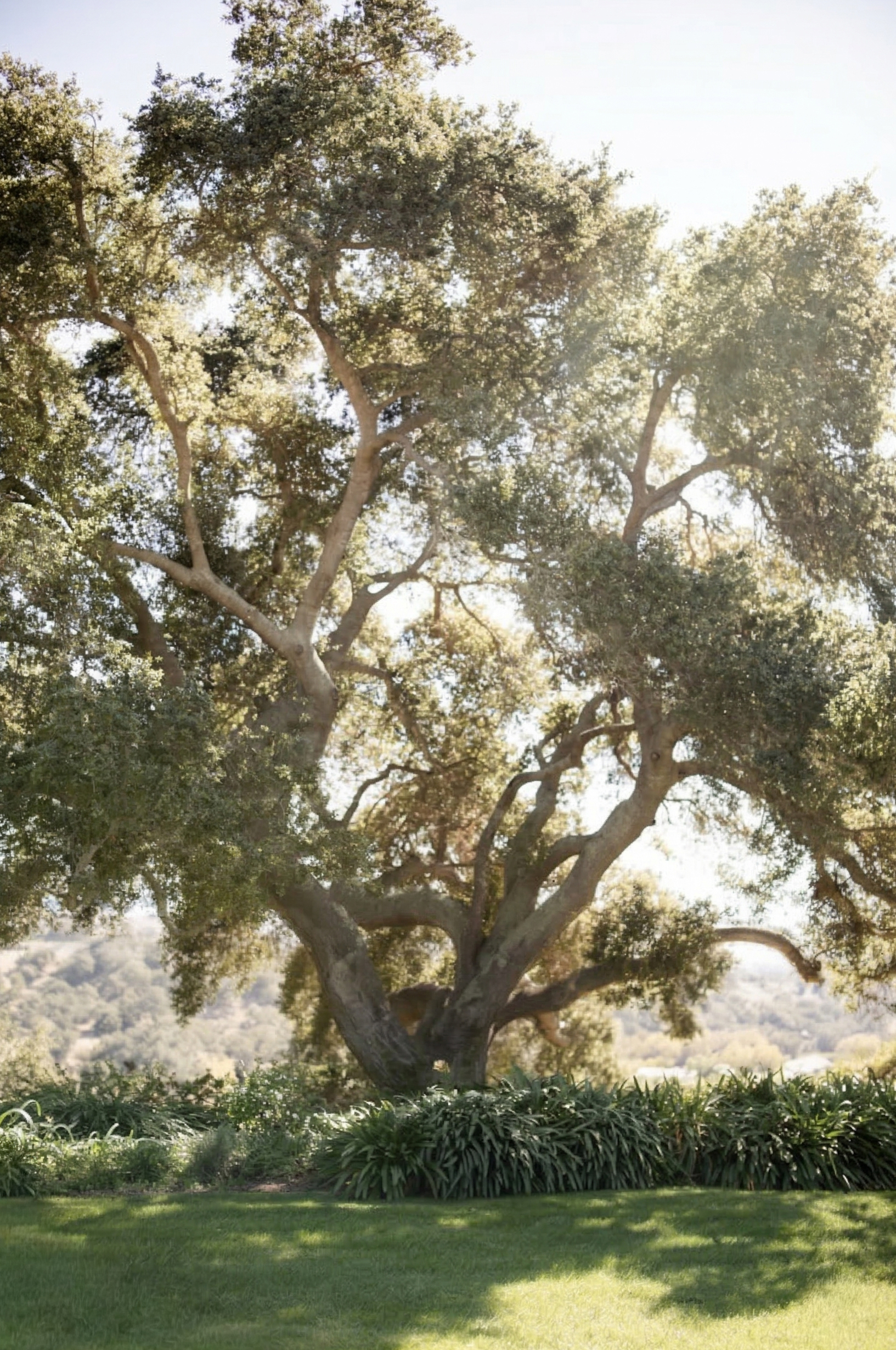 foxen canyon ranch wedding